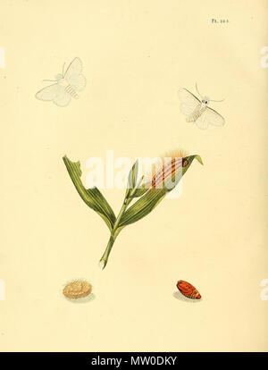 . Illustration von: Norape ovina (syn. Phalaena ovina). 1852. Jan Sepp (1778 - 1853) 551 Sepp-Surinaamsche vlinders - pl 105 Platte Norape ovina Stockfoto