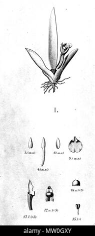 . Illustration von: Plectrophora cultrifolia. zwischen 1904 und 1906. Alfred Cogniaux (1841-1916) 489 Plectrophora cultrifolia - Ausschnitt aus Fl.Br.3-6-35 Stockfoto