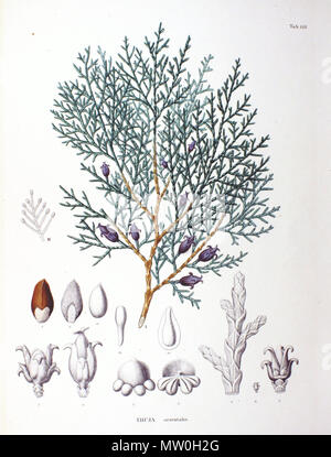 . Aus dem Buch. 1870. Philipp Franz von Siebold und Joseph Gerhard Zuccarini 488 Platycladus orientalis SZ 118 Stockfoto