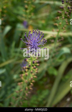 Muscari comosum Blume Stockfoto