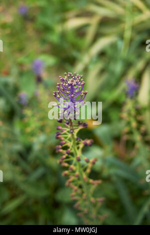 Muscari comosum Blume Stockfoto