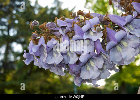Paulownia Tomentosa Blüte Stockfoto