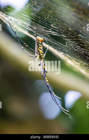 Giant Golden Orb-weben Spider AKA riesige hölzerne Spinne (Nephhila pilipes) Stockfoto