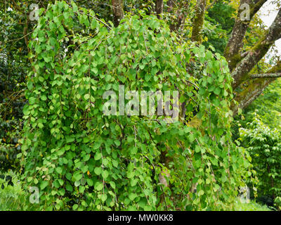 Junge Pflanze des Weinens Form des Katsura tree, Cercidiphyllum japonicum 'Amazing Grace' Stockfoto