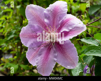 Großer dunkler rosa Blume der Hardy Gruppe 2 Kletterer gesperrt, Clematis 'Jubilee' der Biene, Blüte im Frühsommer Stockfoto