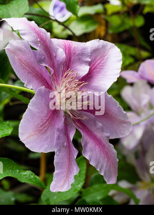 Großer dunkler rosa Blume der Hardy Gruppe 2 Kletterer gesperrt, Clematis 'Jubilee' der Biene, Blüte im Frühsommer Stockfoto