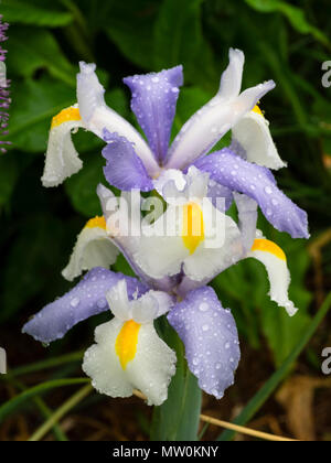 Weiß und Hellblau Standards der frühen Blüte Dutch Iris, Iris x hollandica ilvery Schönheit" Stockfoto