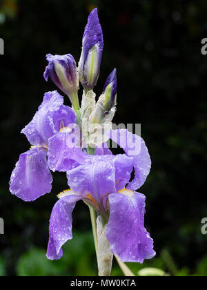 Elegante blaue Blüten des Gelben bunte Dalmatiens. Iris, Iris githago 'Variegata' Stockfoto