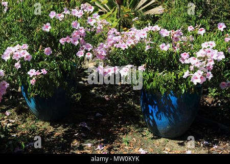 Pandorea jasminoides oder als bower von Schönheit, bower Weinstock oder bower Pflanze bekannt Stockfoto