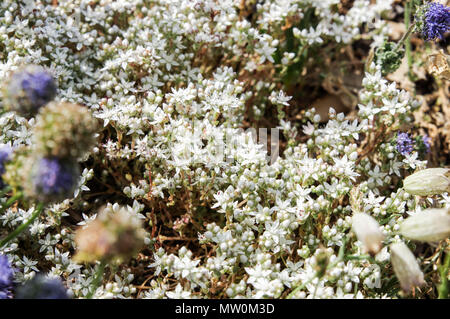 Zierliche weiße Blüten der Englischen Fetthenne (Sedum anglicum) zunehmend auf e Felsen um portelet Bay, Jersey, Channel Islands Stockfoto