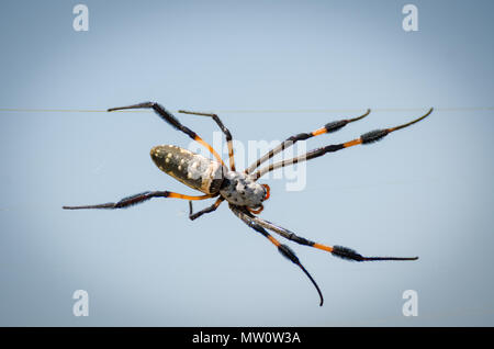 Giant African Black und Orange spider Hängen im Spinnennetz gegen Himmel im Senegal. Stockfoto