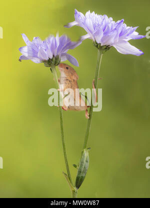 Ernte Mäuse auf einem lila Chrysantheme in s studio Einstellung Stockfoto