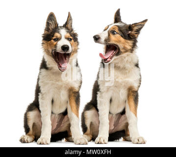 Border Collies zusammen sitzen, Gähnen, isoliert auf weißem Stockfoto