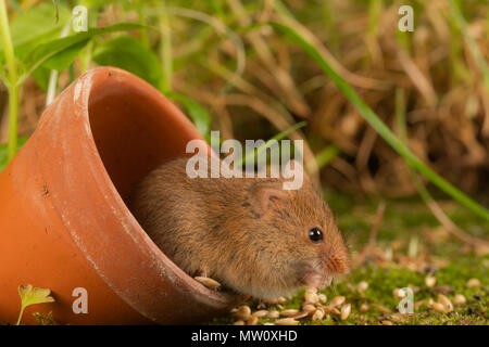 Kleine Ernte Maus auf Moss Stockfoto