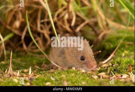Kleine Ernte Maus auf Moss samen Essen Stockfoto