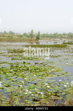 Weiße Seerosen wachsen auf See in den Feuchtgebieten des Sine Saloum Delta, Senegal, Afrika. Stockfoto