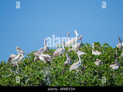 Viele Pelikane sitzen an der Spitze der Mangroven auf Pelican Island, der Casamance, Senegal, Afrika. Stockfoto