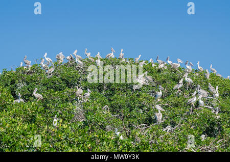 Viele Pelikane sitzen an der Spitze der Mangroven auf Pelican Island, der Casamance, Senegal, Afrika. Stockfoto