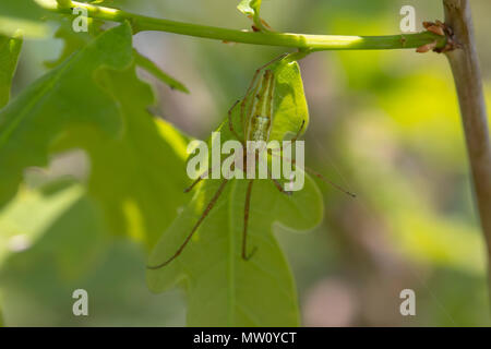 Gemeinsame stretch Spinne, lange Backen Erz - Weber, Tetragnatha, ruht auf Blatt im Sonnenschein. Stockfoto