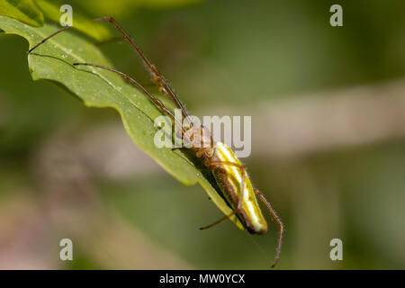 Gemeinsame stretch Spinne, lange Backen Erz - Weber, Tetragnatha, ruht auf Blatt im Sonnenschein. Stockfoto