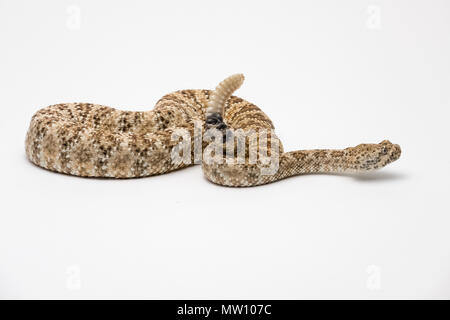 Gefleckte Klapperschlange auf weißem Hintergrund Stockfoto