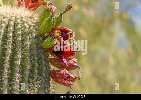 Saguaro Kaktus Frucht auf Seite Stockfoto