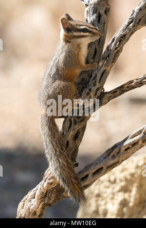 Cliff Eichhörnchen auf Zweig Stockfoto