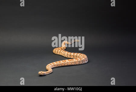 Gefleckte Klapperschlange Orange, auf schwarzem Hintergrund Stockfoto