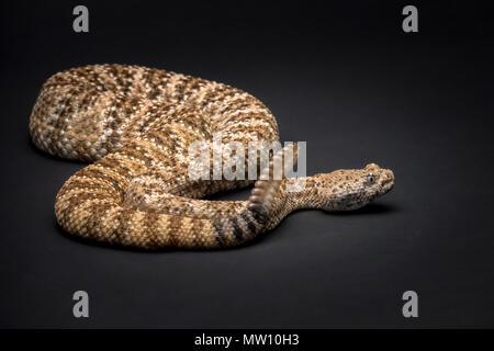 Klapperschlange auf schwarzem Hintergrund Stockfoto