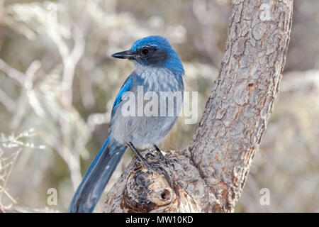 Western Scrub Jay auf Zweig Stockfoto