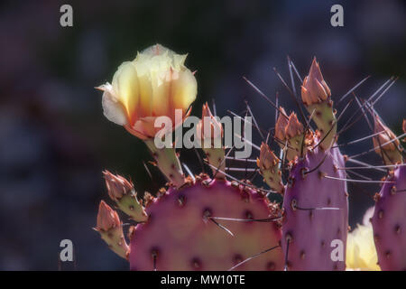 Feigenkaktus blühen auf Santa Rita Cactus Stockfoto