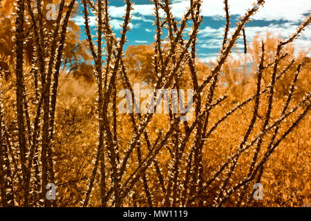 Infrarot falsche Farbe Ocotillo, Pflanzen und blauer Himmel Stockfoto