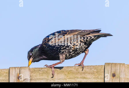 Gemeinsame Star (Sturnus vulgaris, AKA Europäischen Starling) auf einen Zaun im späten Frühjahr thront in West Sussex, England, UK. Von der Seite. Stockfoto