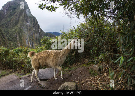 Blick auf Lamas bei Machu Picchu in Peru Stockfoto