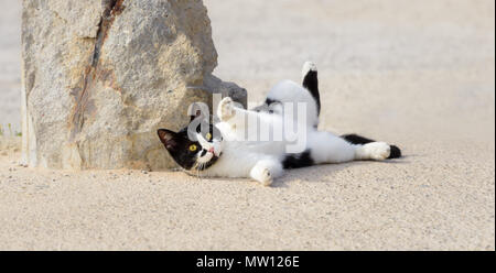 Süße schwarz-weisse Katze um spielerisch auf den Rücken rollen, macht Ihren Bauch und zeigt seine Krallen, Rhodos, Griechenland Stockfoto