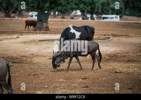 Ziege in Fasano Apulien Safari Zoo Italien Stockfoto