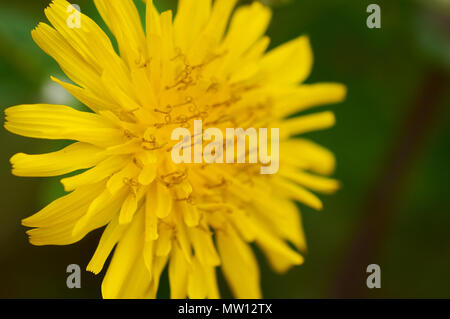 Nahaufnahme einer schlanken Sowdistel (Sonchus tenerrimus) gelben Blume im Naturpark Ses Salines (Formentera, Balearen, Spanien) Stockfoto