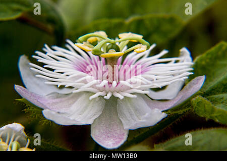 Nahaufnahme der Passionsblumen, auch bekannt als die Leidenschaft Blumen oder Leidenschaft Rebsorten werden in der Regel als Krishna Kamal in Indien mit grünem Hintergrund aufgerufen Stockfoto
