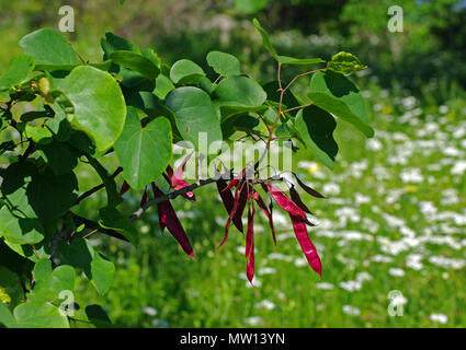 Cercis siliquastrum, die Judas - Baum, mit Samenkapseln, Familie Fabaceae Stockfoto