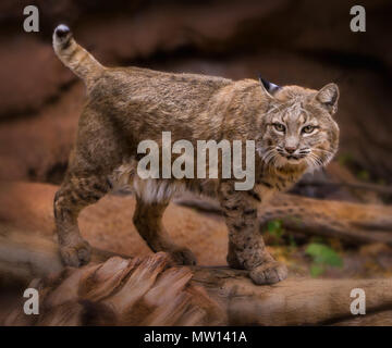 Rotluchs Lynx rufus Stockfoto