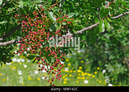 Pistacia terebinthus, das Terpentin Baum oder die Terebinthe, mit Früchten, Familie Anacardiaceae Stockfoto