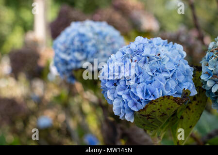 Hydrangea aus Brasilien Stockfoto