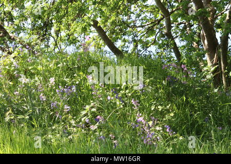 Wilde Blumen und Unterholz in der Nähe von Tree Trunk in Wäldern Stockfoto