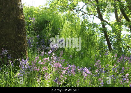 Wilde Blumen und Unterholz in der Nähe von Tree Trunk in Wäldern Stockfoto