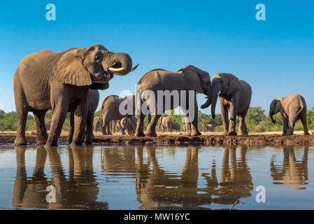 Elefanten fotografiert von Der Matabole verbergen in der Mashatu Private Game Reserve in Botswana Stockfoto