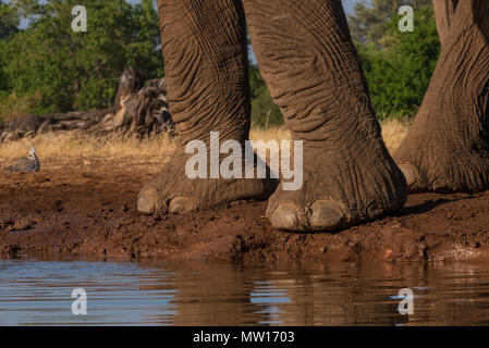 Elefanten fotografiert von Der Matabole verbergen in der Mashatu Private Game Reserve in Botswana Stockfoto