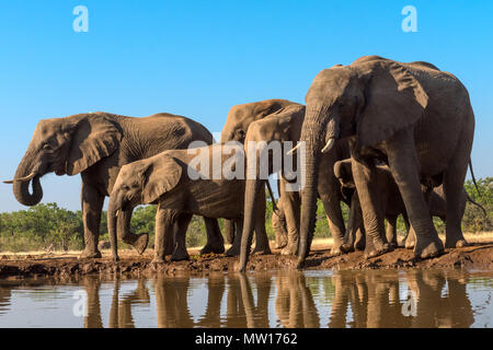 Elefanten fotografiert von Der Matabole verbergen in der Mashatu Private Game Reserve in Botswana Stockfoto