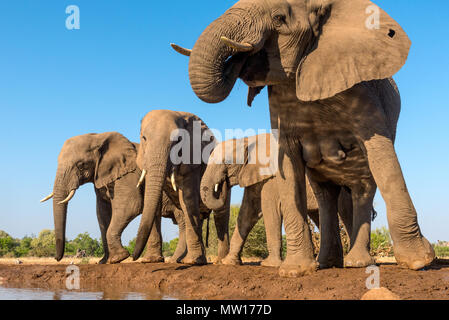 Elefanten fotografiert von Der Matabole verbergen in der Mashatu Private Game Reserve in Botswana Stockfoto