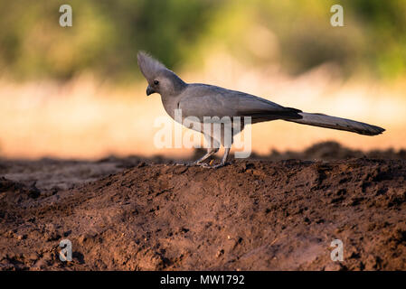 Die Grauen Lourie oder Gehen - Weg - Vogel Stockfoto