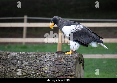 Steller's Sea Eagle an der Warwick Castle. Der Steller Seeadler (Haliaeetus pelagicus) ist eine große, tagaktive Raubvögel in der Familie Accipitridae. Stockfoto